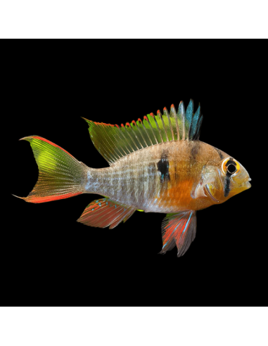 MIKROGEOPHAGUS ALTISPINOSA