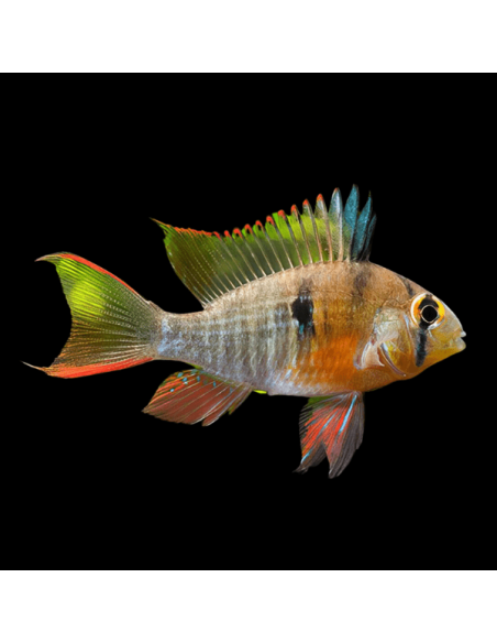 MIKROGEOPHAGUS ALTISPINOSA