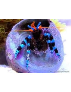 CALCINUS ELEGANS S