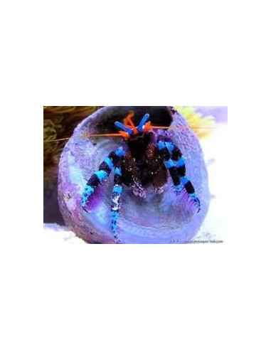 CALCINUS ELEGANS S