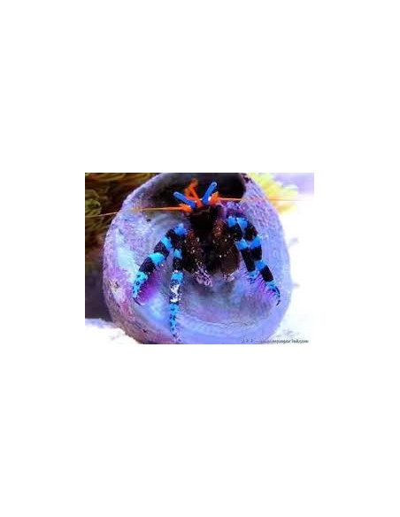 CALCINUS ELEGANS S