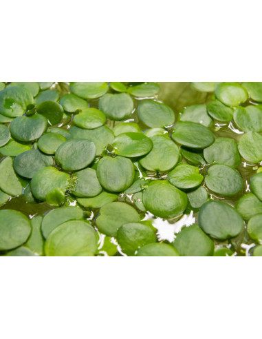 pistia