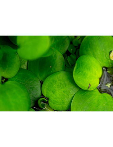 pistia
