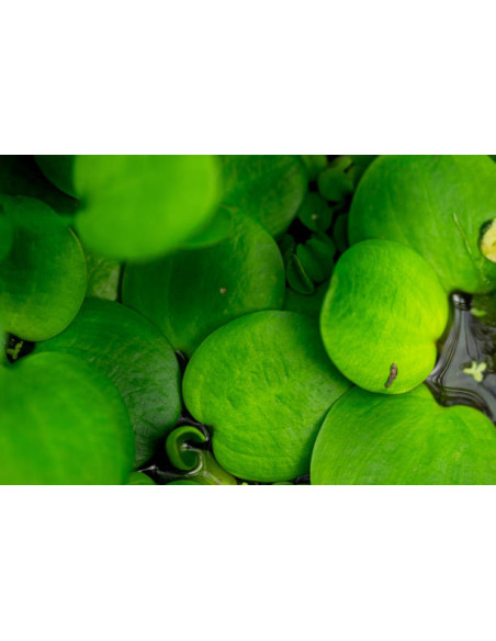 pistia