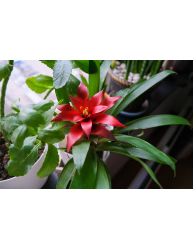 Guzmania sp  ( Bromeliacées )