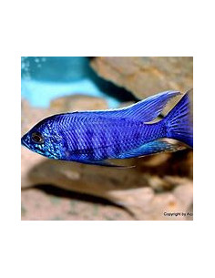 COPADICHROMIS AZUREUS xl 2