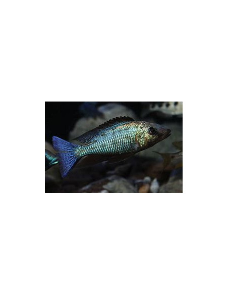 FOSSOROCHROMIS ROSTRATUS