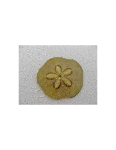 CLYPEASTER SP. OURSIN DOLLAR