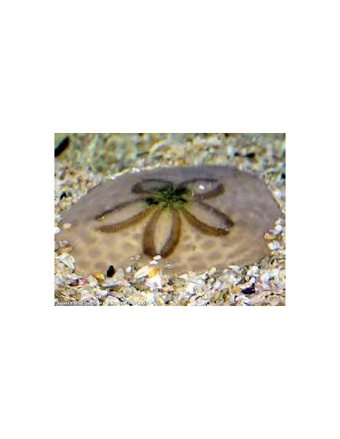 CLYPEASTER SP. OURSIN DOLLAR