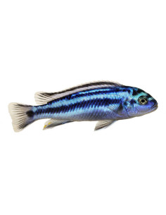 MELANOCHROMIS JOHANNI XXL