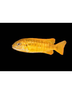 MELANOCHROMIS JOHANNI XXL 2