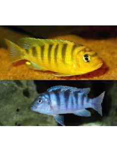 MAYLANDIA LOMBARDOI XXL 2