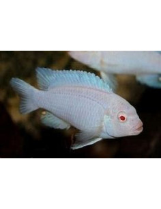 PSEUDOTROPHEUS SOCOLOFI ALBINOS XXL