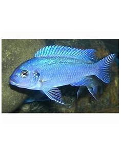 PSEUDOTROPHEUS ZEBRA BLUE