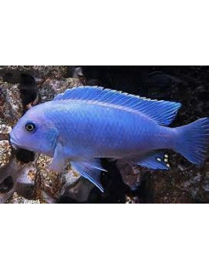 PSEUDOTROPHEUS ZEBRA BLUE 2