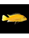 LABIDOCHROMIS CAERULEUS YELLOW