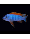 LABEOTROPHEUS TREWAVASAE THUMBI WEST