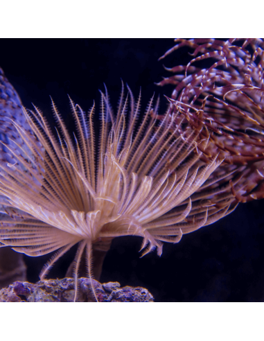 SABELLASTARTE SP. XL