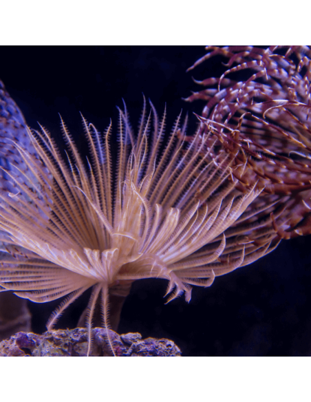 SABELLASTARTE SP. XL