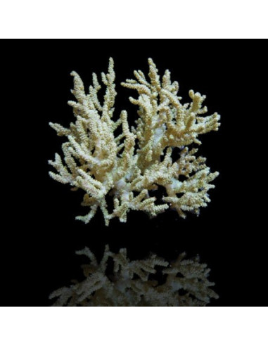 SINULARIA ASTEROLOBATA GREEN