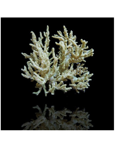 SINULARIA ASTEROLOBATA GREEN