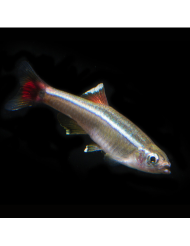 TANICHTHYS ALBONUBES