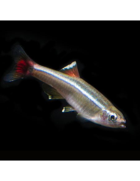 TANICHTHYS ALBONUBES