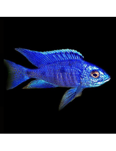 COPADICHROMIS AZUREUS xl