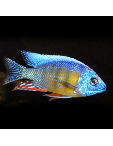 PROTOMELAS SP STEVENI TAIWAN REEF / FEMELLE XL