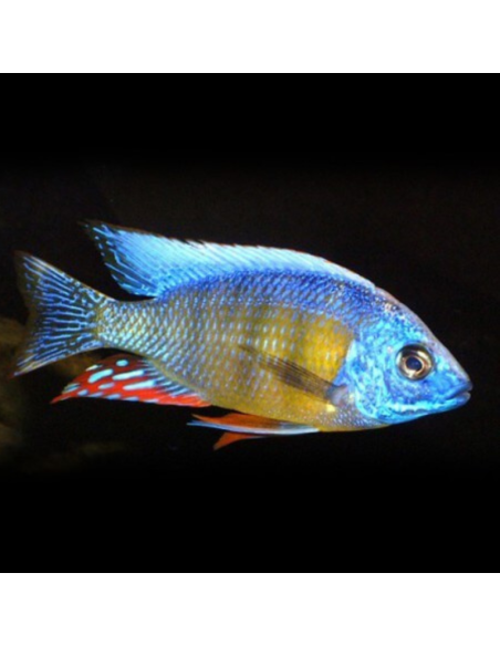 PROTOMELAS SP STEVENI TAIWAN REEF / FEMELLE XL