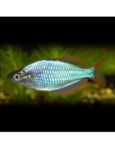 MELANOTAENIA PRAECOX