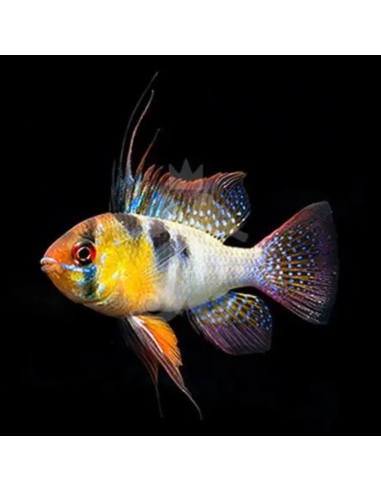 MIKROGEOPHAGUS RAMIREZI
