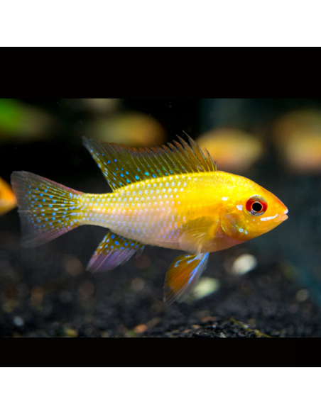 MIKROGEOPHAGUS RAMIREZI GOLD
