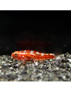 TRIMMA RUBROMACULATUM