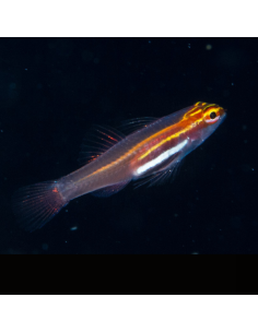 EVIOTA PELLUCIDA