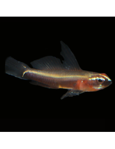 EVIOTA NIGRIVENTRIS