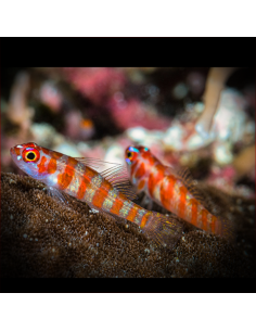 TRIMMA CANA