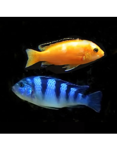 MAYLANDIA LOMBARDOI XXL