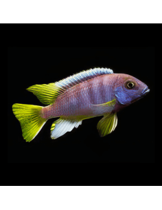 PSEUDOTROPHEUS ACEI