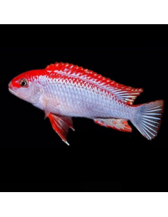 PSEUDOTROPHEUS RED TOP NDUMBI