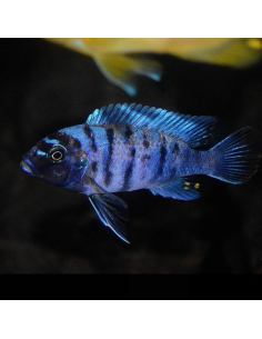 PSEUDOTROPHEUS ZEBRA MASINJE BLUE OB