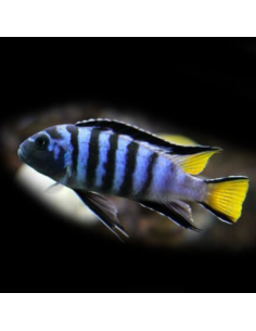 PSEUDOTROPHEUS ELONGATUS MPANGA