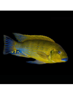 PSEUDOTROPHEUS WILLIAMSI BLUE LIPS