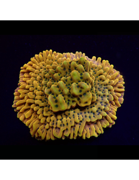 MONTIPORA DANAE ULTRA