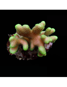 STYLOPHORA PISTILLATA GREEN POLYP