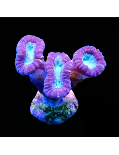Caulastrea Curvata 2