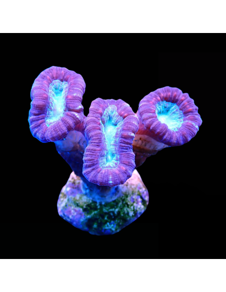 Caulastrea Curvata