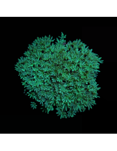 TUBIPORA MUSICA GREEN