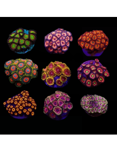 Pack zoanthus (3 zoanthus)