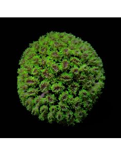 Galaxea fascicularis Ultra Green
